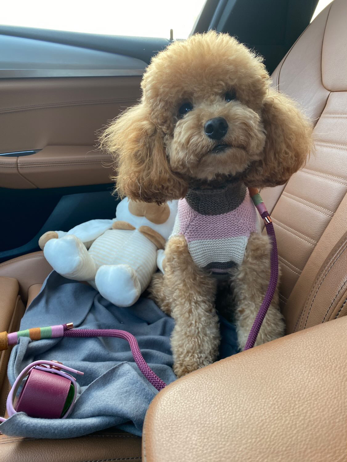 Set completo per cani di taglia PICCOLA Berry Bliss