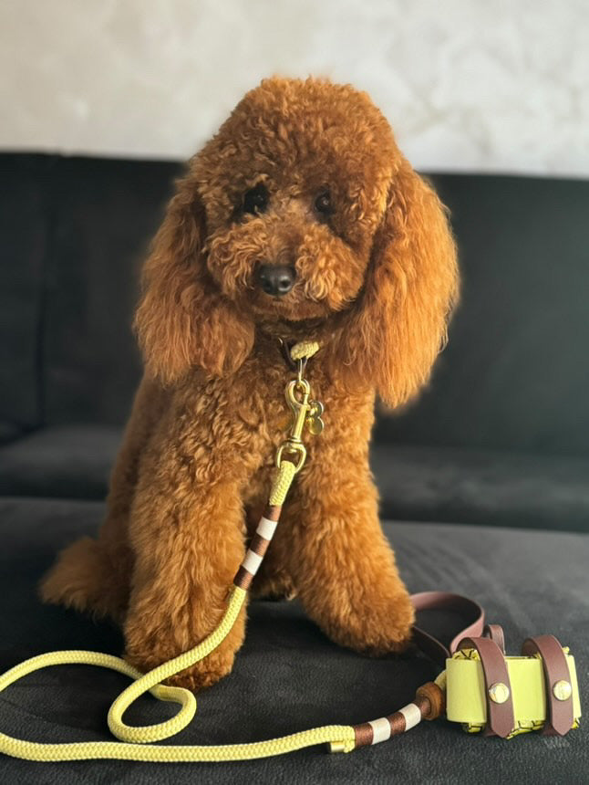 Set completo per cani di taglia PICCOLA Muted Sun