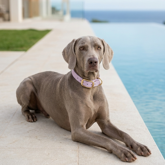 Pastel Purple Biothane® Collar