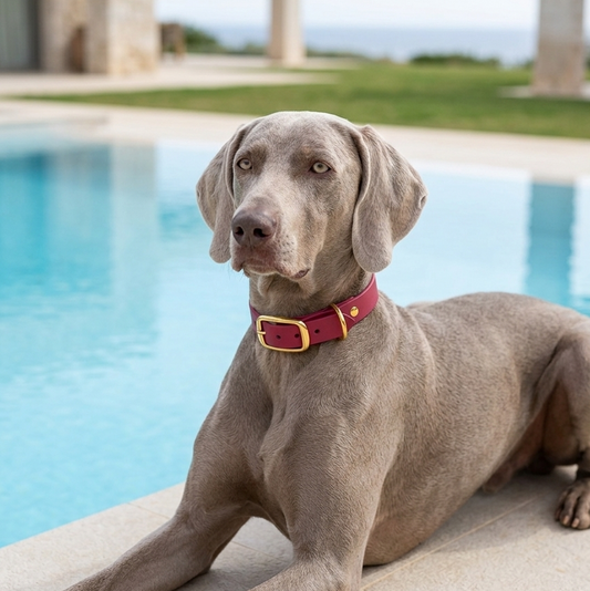 Biothane® Wine Collar