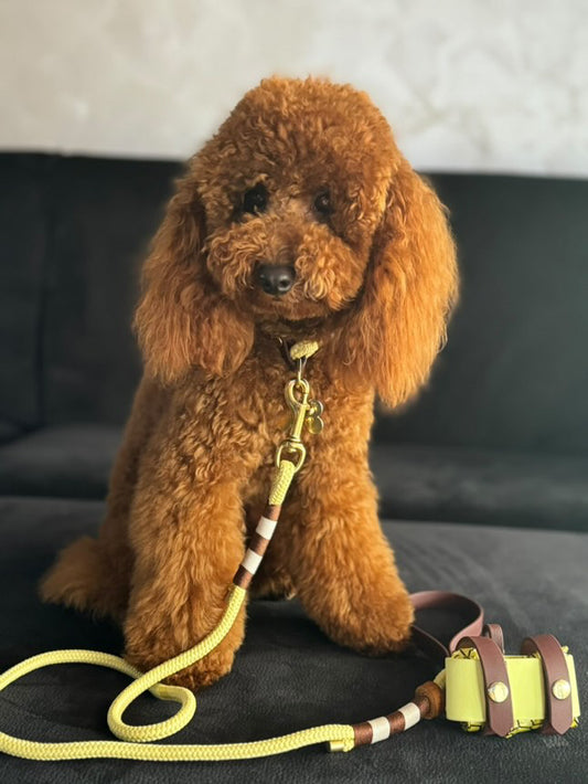 Set completo per cani di taglia PICCOLA Muted Sun