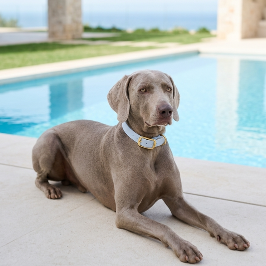 Biothane® Collar Polar Blue 