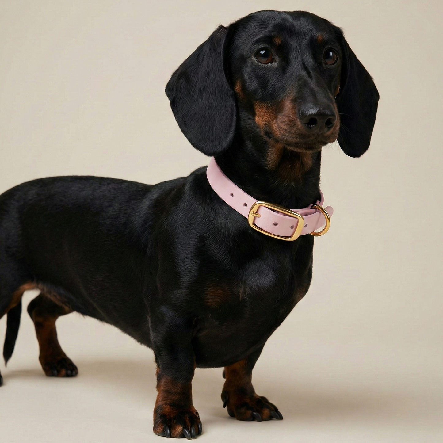 Biothane® Collar Powder