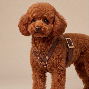 H-harness in Biothane® Saddle Brown